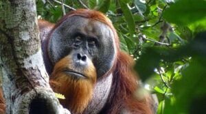 India mega-zoo in spotlight again over animal acquisitions