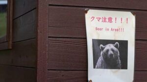 ‘Almost every day’: Japan battles spike in bear attacks