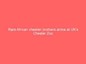 Rare African cheetah brothers arrive at UK’s Chester Zoo